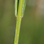 Bromus riparius - Ufer-Trespe