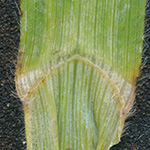 Bromus riparius - Ufer-Trespe