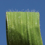 Bromus riparius - Ufer-Trespe