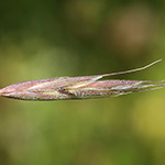 Bromus riparius - Ufer-Trespe