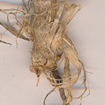 Bromus riparius - Ufer-Trespe