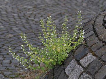 Calamintha nepeta