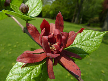 Calycanthus floridus