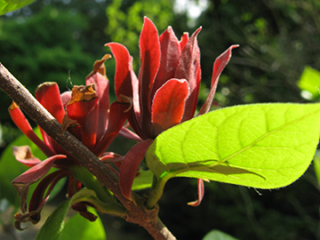 Calycanthus floridus