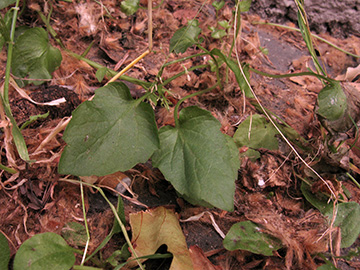 Campanula poscharskyana