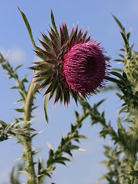 Carduus nutans