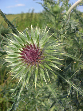 Carduus nutans
