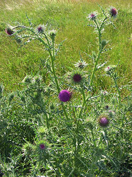 Carduus nutans