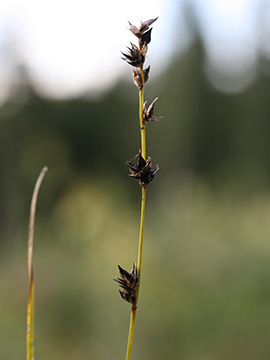Carex polyphylla