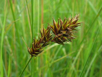 Carex ligerica