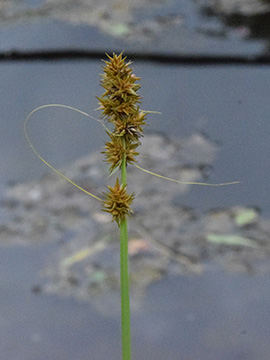 Carex otrubae