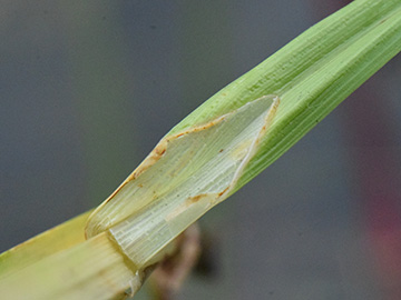 Carex otrubae