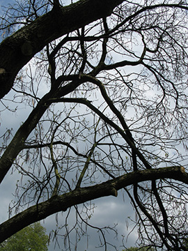 Catalpa bignonioides