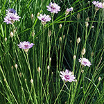 Catananche caerulea - Blaue Rasselblume