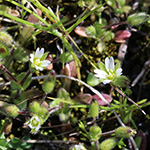 Cerastium subtetrandrum - Vierzähliges Hornkraut