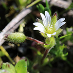 Cerastium subtetrandrum - Vierzähliges Hornkraut