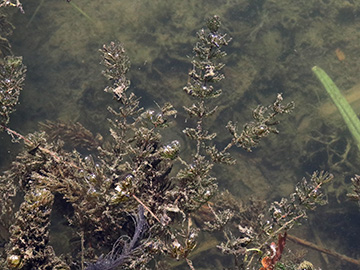 Ceratophyllum demersum