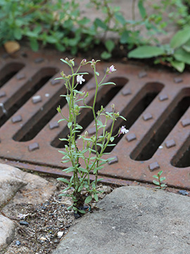 Chaenorhinum minus