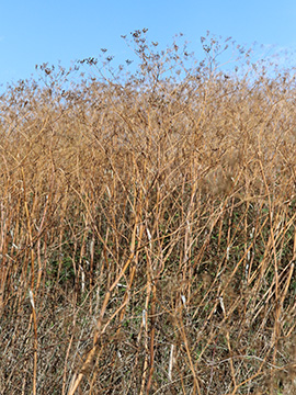 Chaerophyllum bulbosum