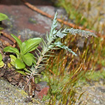 Chamaecyparis lawsoniana