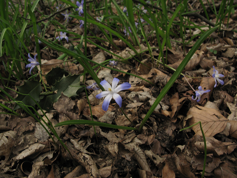 Scilla luciliae