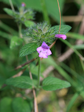Clinopodium vulgare