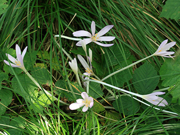 Colchicum autumnale