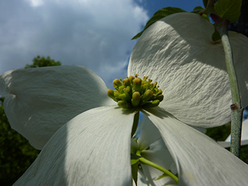 Cornus florida