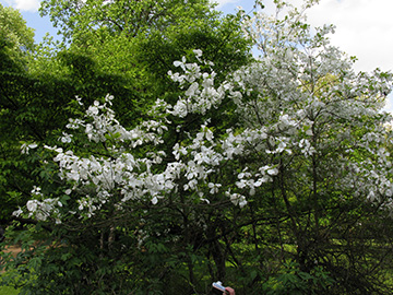 Cornus florida