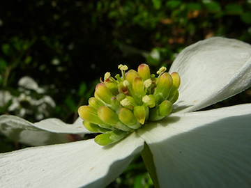 Cornus nuttallii