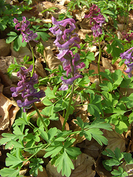 Corydalis cava