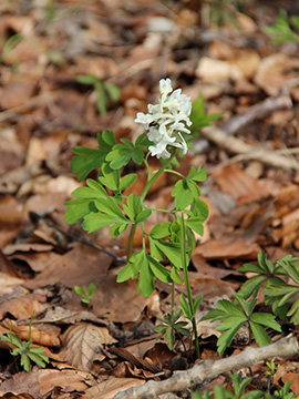 Corydalis cava