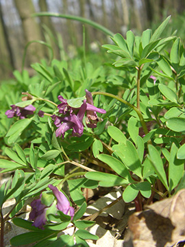 Corydalis intermedia