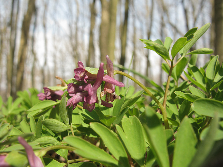 Corydalis intermedia