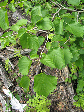 Corylus colurna