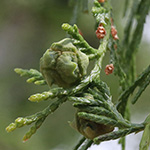 Cupressus funebris - Tränen-Zypresse