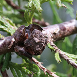 Cupressus funebris - Tränen-Zypresse