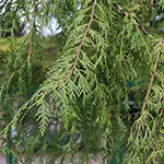 Cupressus funebris - Tränen-Zypresse