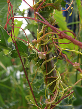 Cuscuta europaea