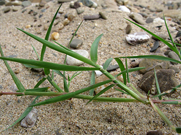 Cynodon dactylon