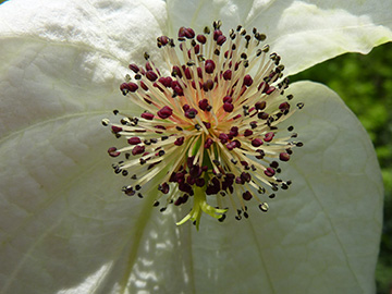 Davidia involucrata vilmoriniana