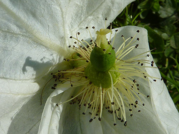 Davidia involucrata vilmoriniana