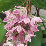 Deutzia hybrida