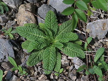Dipsacus fullonum