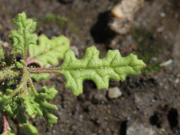 Dysphania botrys