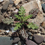 Dysphania botrys