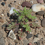Dysphania botrys