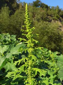 Dysphania schraderiana