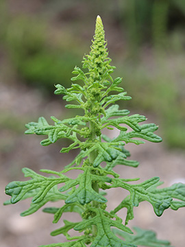 Dysphania schraderiana