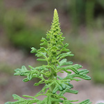 Dysphania schraderiana